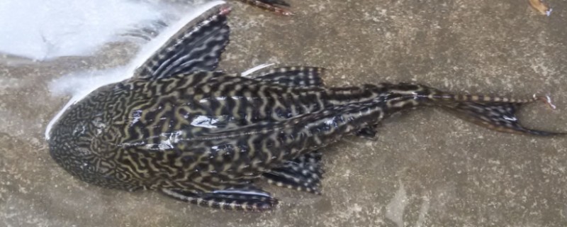 清道夫的喂食方法，每周只需饲喂2-3次