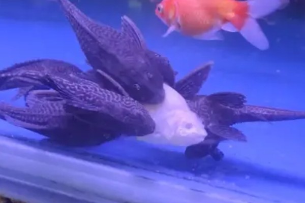 清道夫的喂食方法，每周只需饲喂2-3次