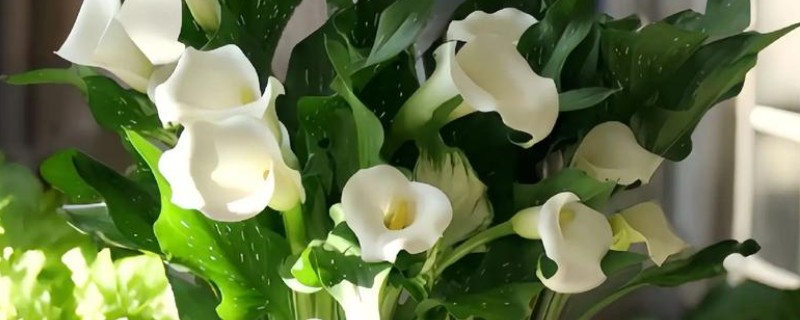 马蹄莲有没有毒，马蹄莲有毒