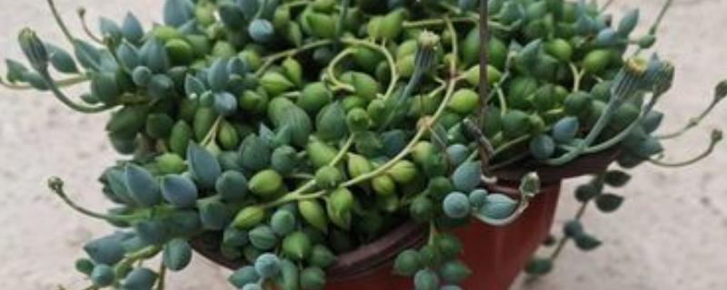 怎么养情人泪，通常7-10天浇水一次即可