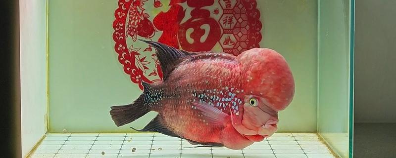 罗汉鱼的养殖注意事项，要选择比较大的鱼缸