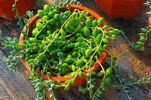 怎么养情人泪,通常7-10天浇水一次即可