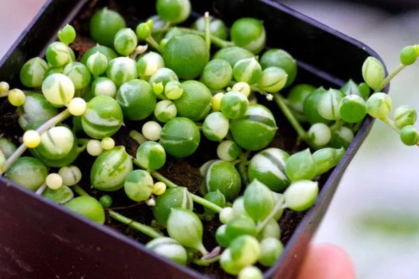 怎么养情人泪,通常7-10天浇水一次即可