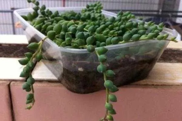 怎么养情人泪,通常7-10天浇水一次即可