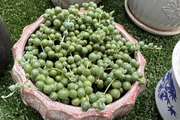 怎么养情人泪,通常7-10天浇水一次即可