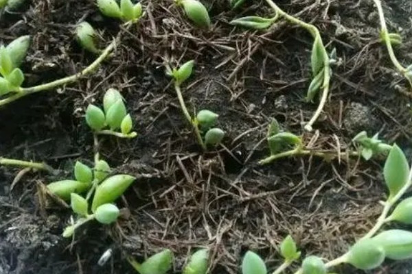 怎么养情人泪,通常7-10天浇水一次即可