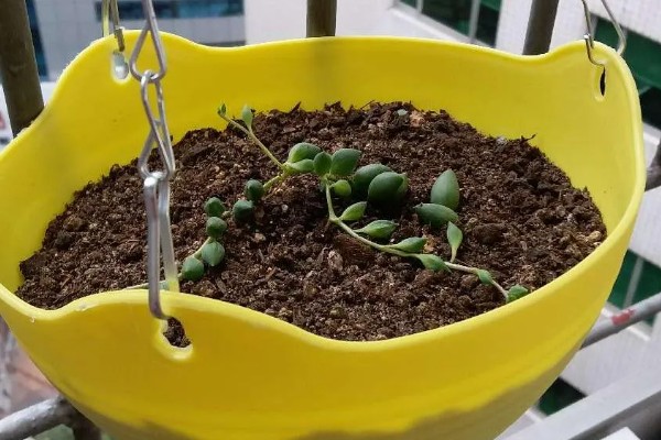 怎么养情人泪,通常7-10天浇水一次即可