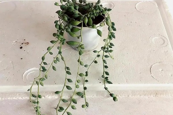 怎么养情人泪,通常7-10天浇水一次即可