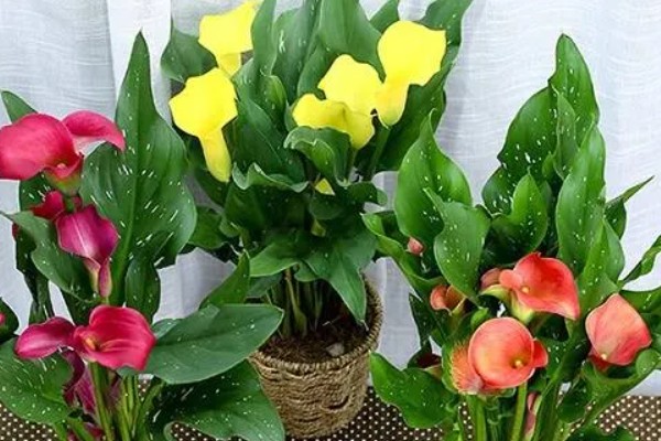 马蹄莲有没有毒，马蹄莲有毒