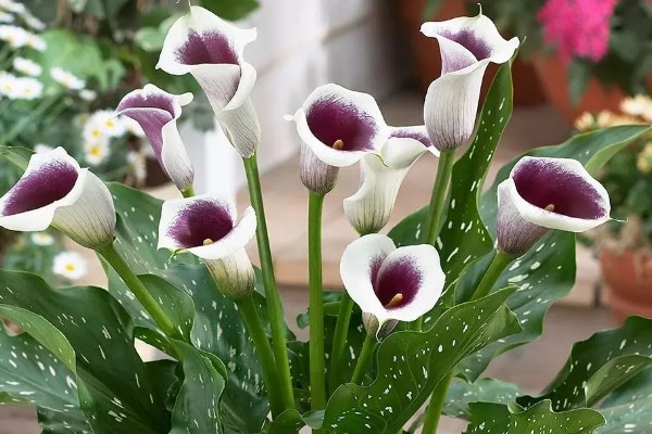 马蹄莲有没有毒，马蹄莲有毒