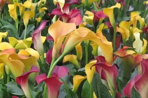 马蹄莲有没有毒，马蹄莲有毒