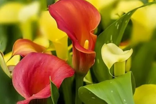 马蹄莲有没有毒，马蹄莲有毒