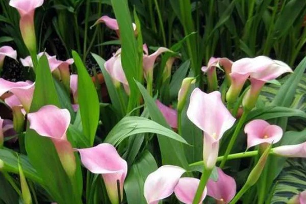 马蹄莲有没有毒，马蹄莲有毒