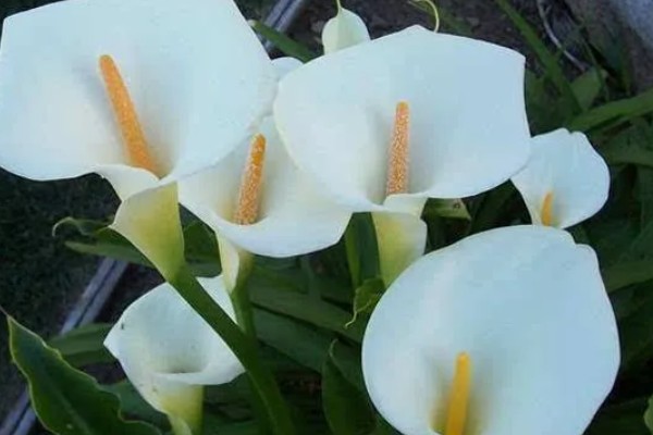 马蹄莲有没有毒，马蹄莲有毒