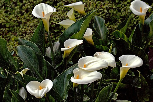 马蹄莲有没有毒，马蹄莲有毒