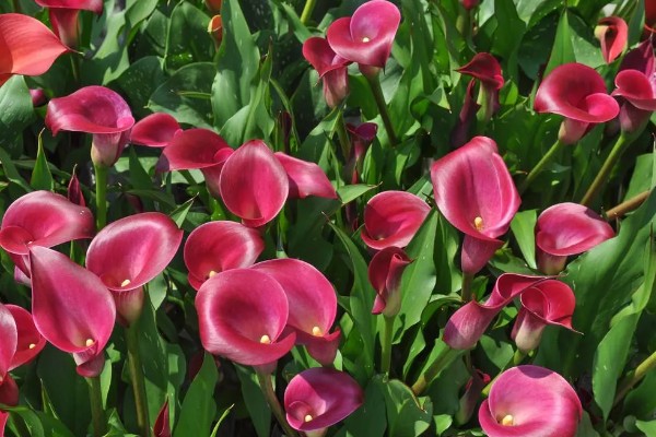 马蹄莲有没有毒，马蹄莲有毒