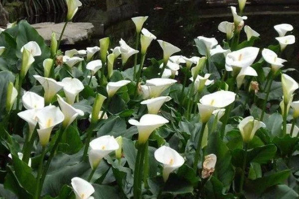 马蹄莲有没有毒，马蹄莲有毒