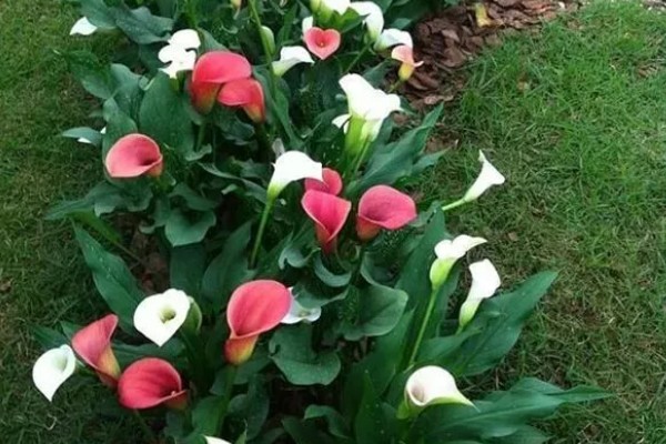 马蹄莲有没有毒，马蹄莲有毒