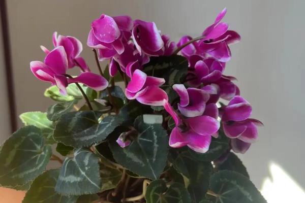 仙客来的花越来越小的原因,可能是光照不足所致