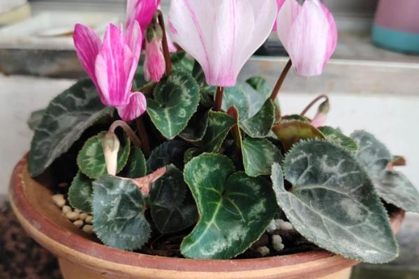 仙客来的花越来越小的原因,可能是光照不足所致