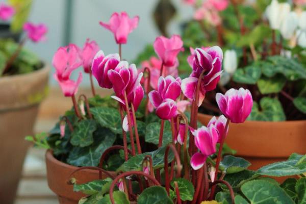 仙客来的花越来越小的原因,可能是光照不足所致