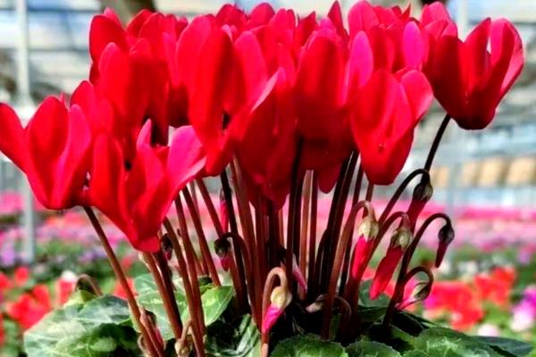 仙客来的花越来越小的原因,可能是光照不足所致