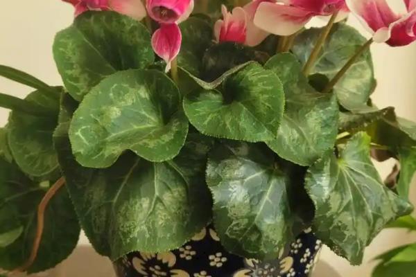 仙客来的花越来越小的原因,可能是光照不足所致