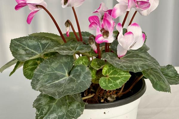 仙客来的花越来越小的原因,可能是光照不足所致