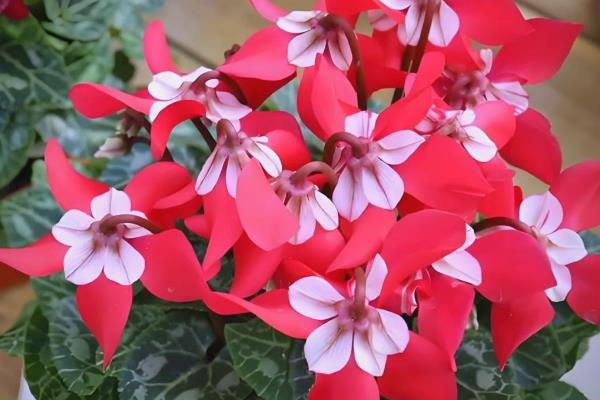 仙客来的花越来越小的原因,可能是光照不足所致