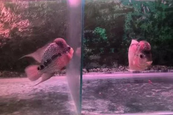 罗汉鱼的养殖注意事项,要选择比较大的鱼缸