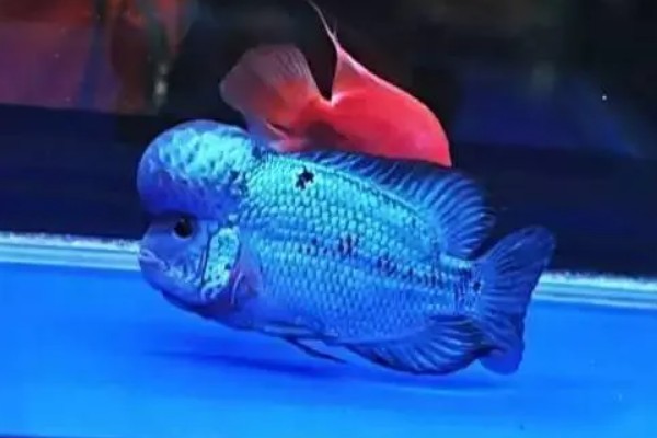 罗汉鱼的养殖注意事项,要选择比较大的鱼缸