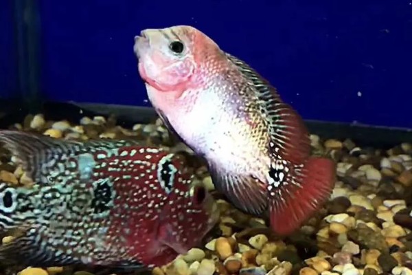 罗汉鱼的养殖注意事项,要选择比较大的鱼缸