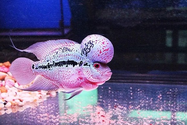 罗汉鱼的养殖注意事项,要选择比较大的鱼缸