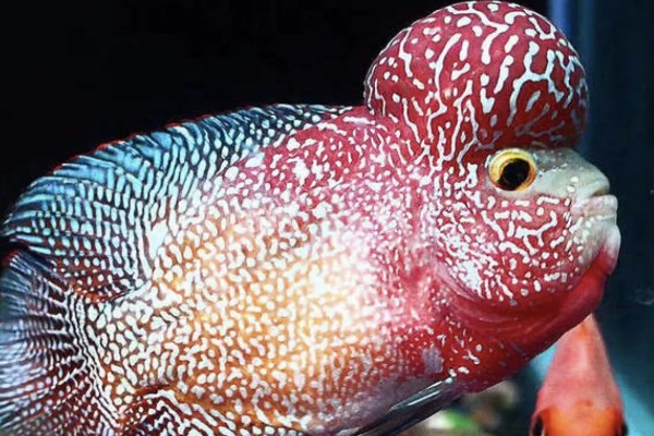 罗汉鱼的养殖注意事项,要选择比较大的鱼缸