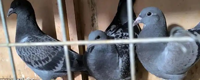 幼鸽下窝后如何喂养，下窝当天尽量不要喂食