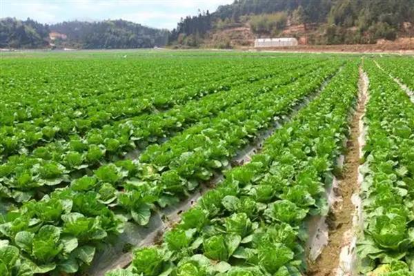 白菜蚜虫为害特点，密集在菜叶或菜心上刺吸汁液