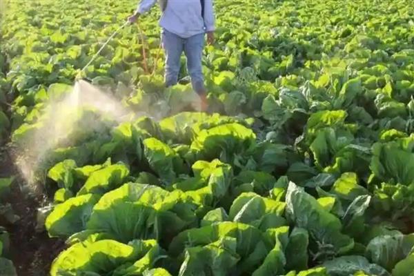 白菜蚜虫为害特点，密集在菜叶或菜心上刺吸汁液
