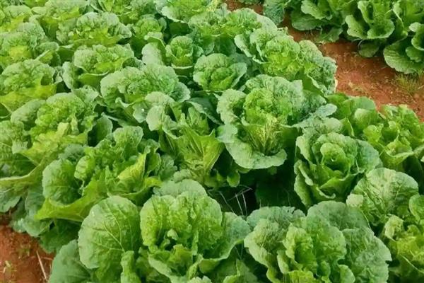 白菜蚜虫为害特点，密集在菜叶或菜心上刺吸汁液