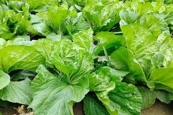 白菜蚜虫为害特点，密集在菜叶或菜心上刺吸汁液