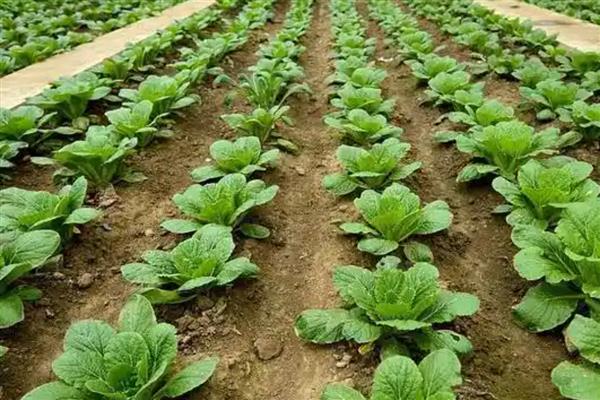 白菜蚜虫为害特点，密集在菜叶或菜心上刺吸汁液
