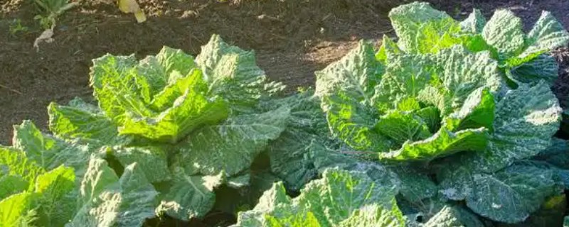 白菜蚜虫为害特点，密集在菜叶或菜心上刺吸汁液