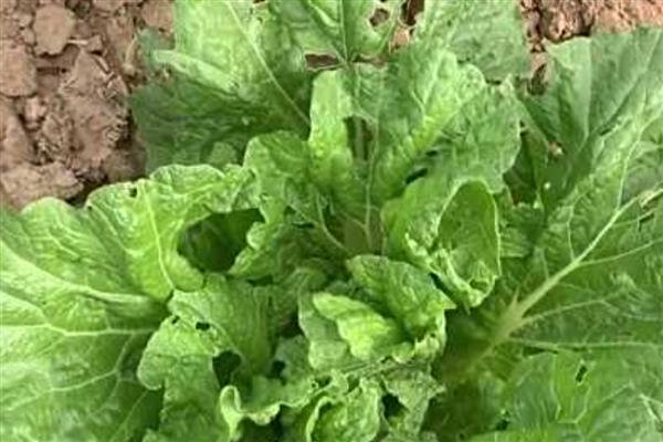 白菜蚜虫为害特点，密集在菜叶或菜心上刺吸汁液