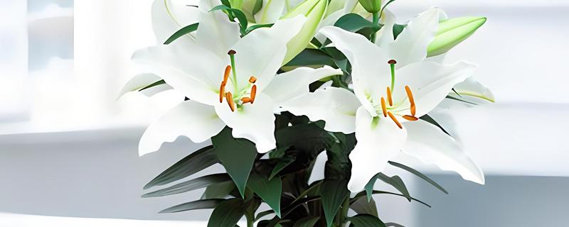 香水百合的产地，原产自喜马拉雅山、澳洲地区