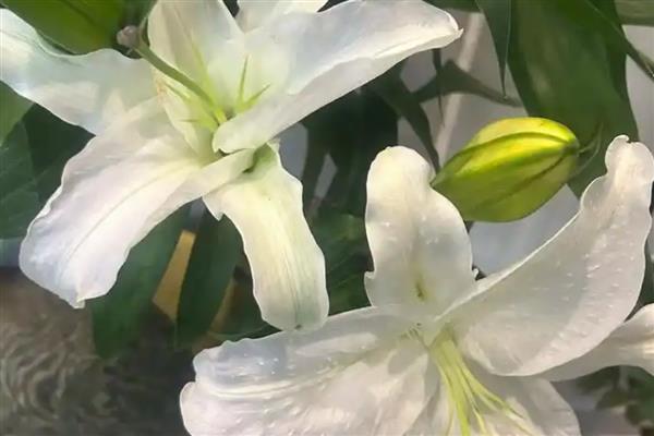 香水百合的产地，原产自喜马拉雅山、澳洲地区