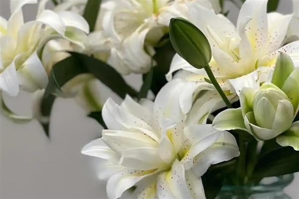 香水百合的产地，原产自喜马拉雅山、澳洲地区