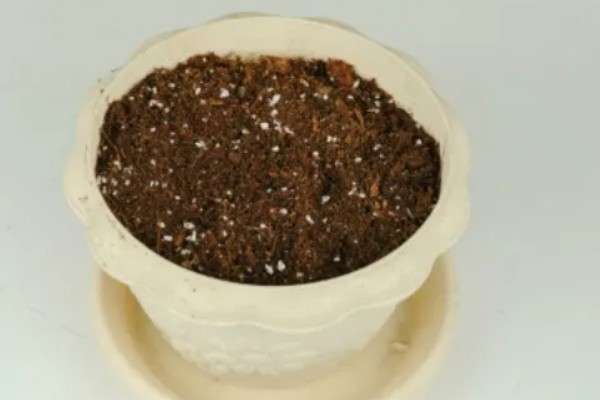 人参果的盆栽的种植技术，要保持土壤湿润