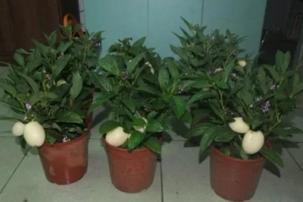 人参果的盆栽的种植技术，要保持土壤湿润