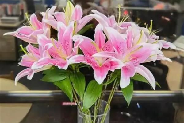 香水百合的产地，原产自喜马拉雅山、澳洲地区