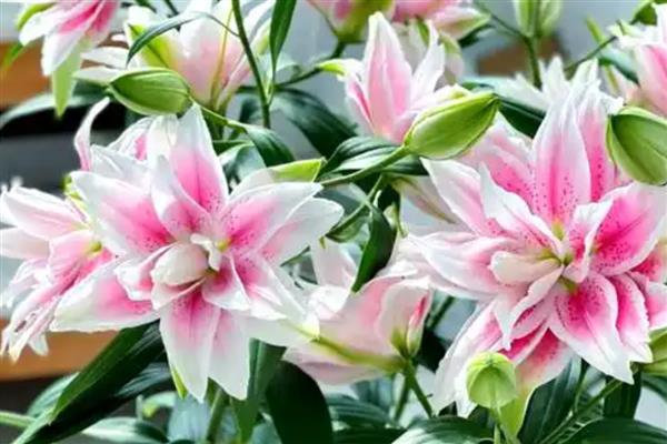 香水百合的产地，原产自喜马拉雅山、澳洲地区