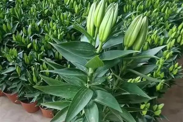 香水百合的产地，原产自喜马拉雅山、澳洲地区